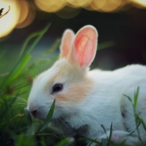 Picture for category Exotics